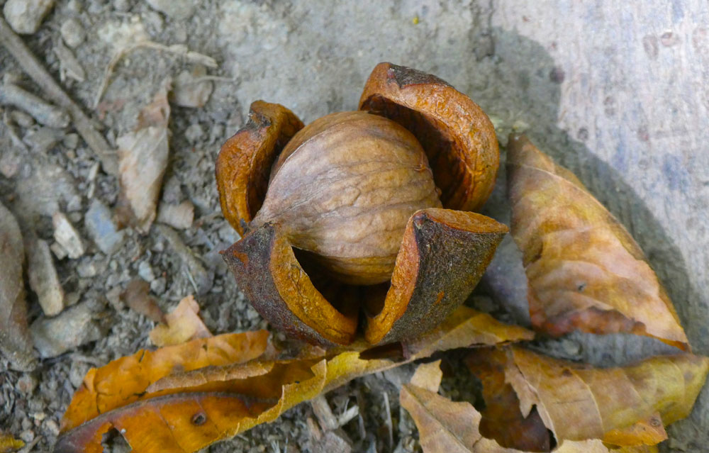 cracked mockernut hickory nut