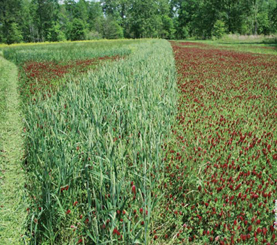 crimson clover