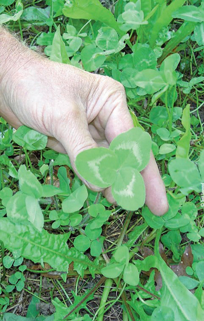 critical mass clover