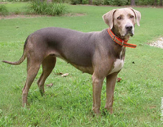 cur dog breed