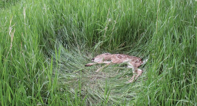 dead fawn