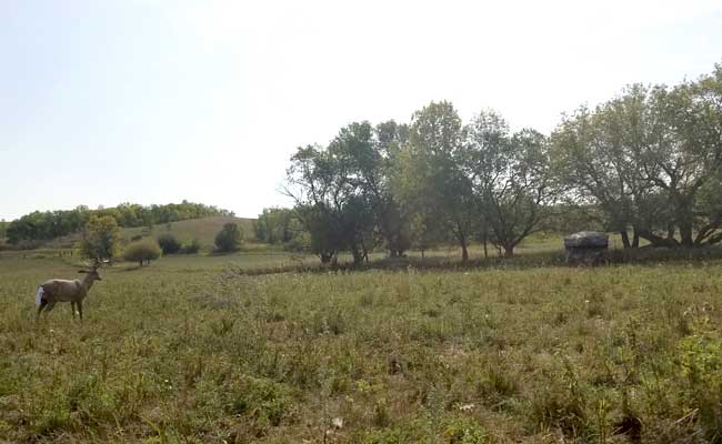 buck decoy in a field