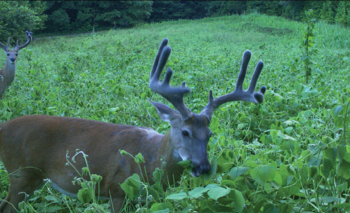 Deer in beans