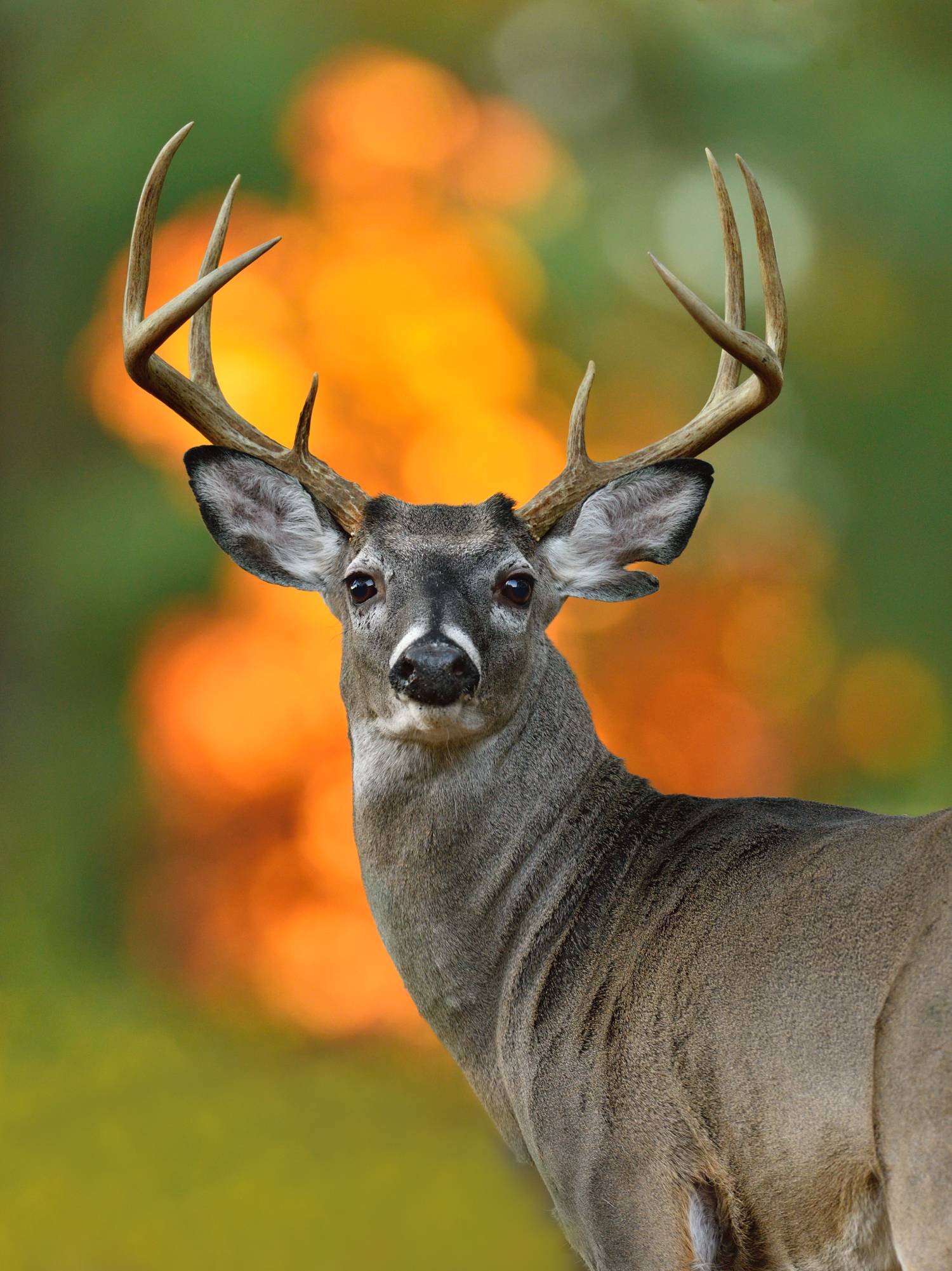 deer eyes