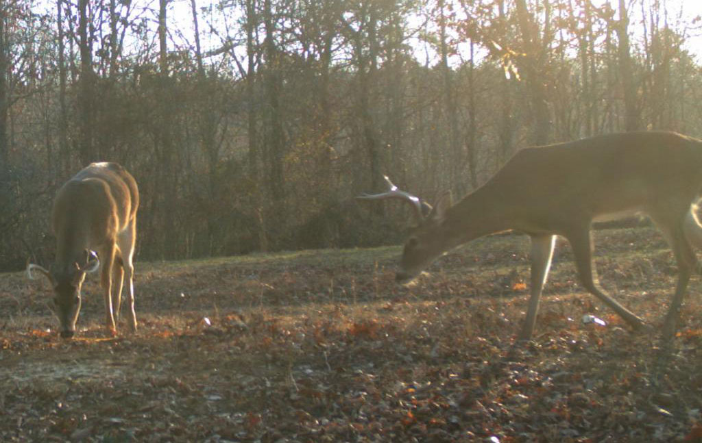 deer eating acorns