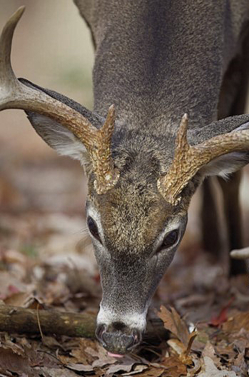 deer eating acorns