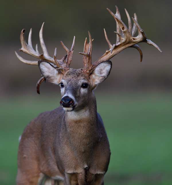 deer antler size