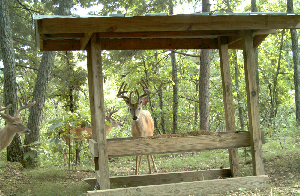deer at feeder