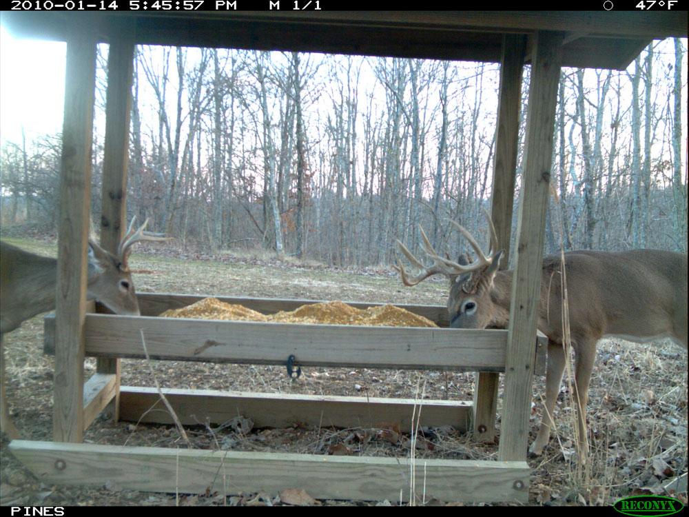 deer at feeder