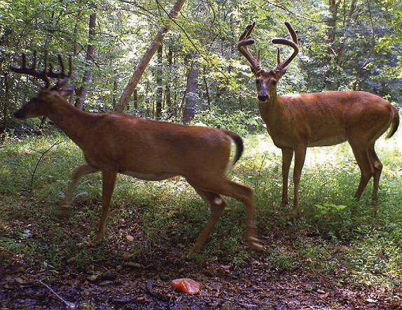 deer at mineral lick