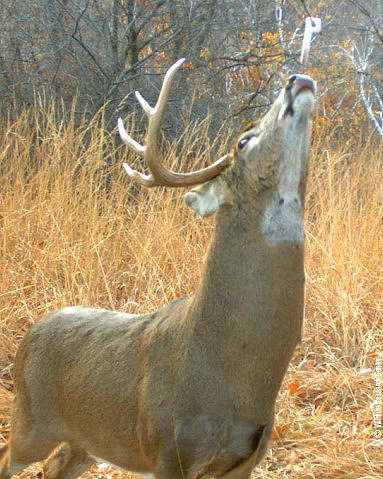 deer at mock scrape