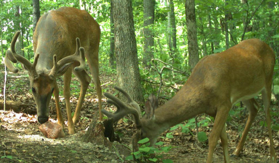 deer minerals