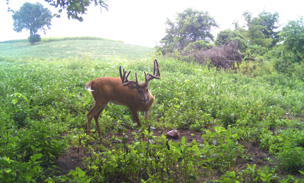 deer over biorock