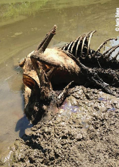 deer carcass