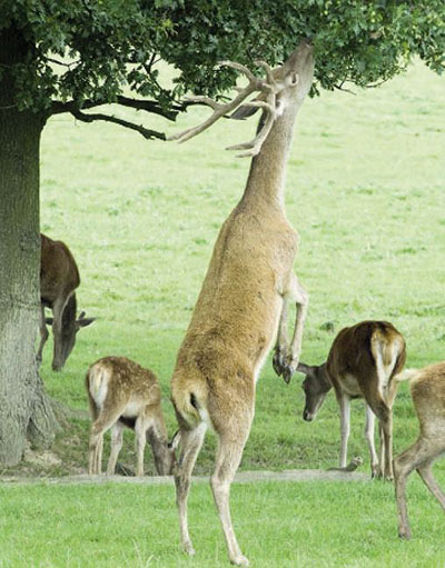 deer eating acorns off tree