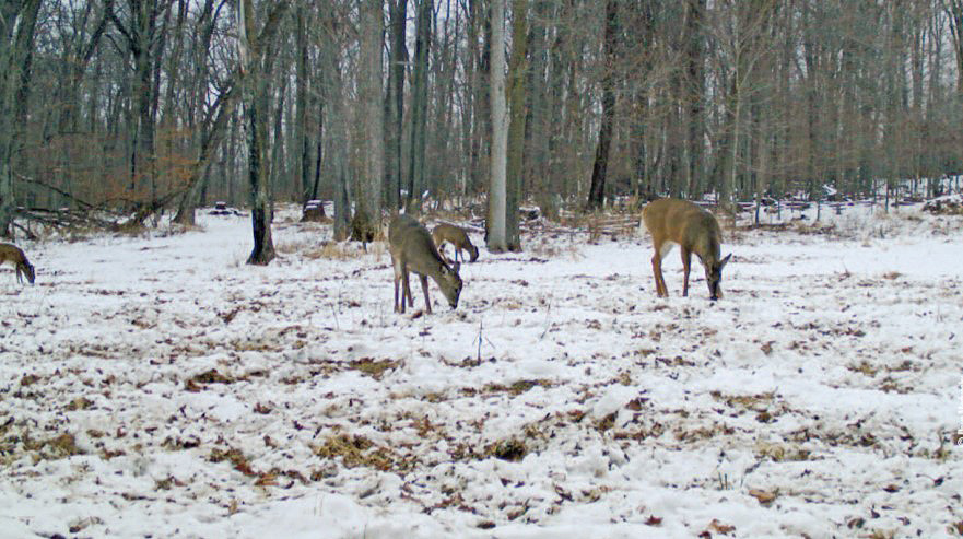 deer grazing in winter