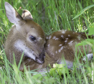 deer fawn