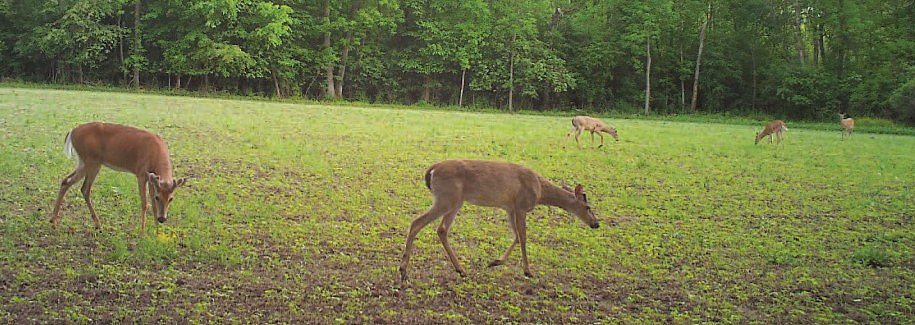 deer feeding