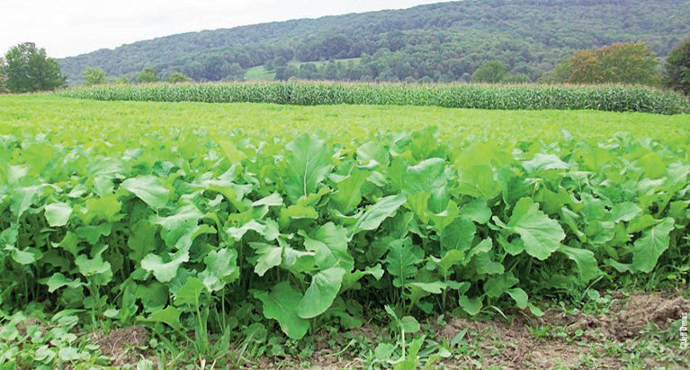 deer food plot