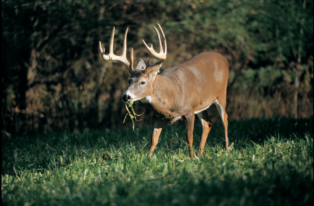 deer in food plot