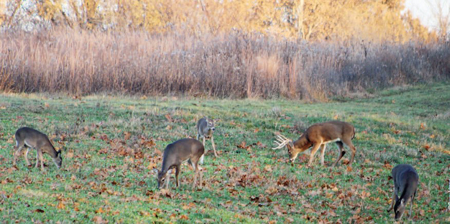 deer herd