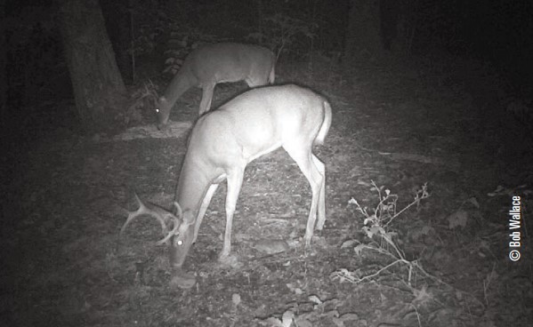 deer in chestnuts