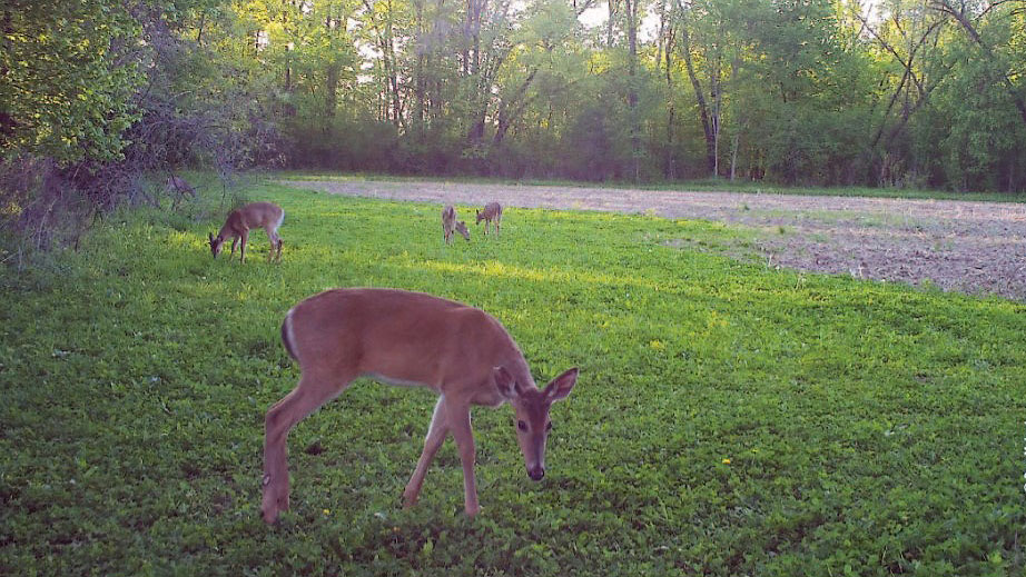 deer in clover