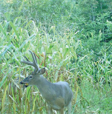 deer in corn