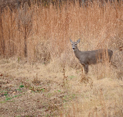 deer in grass