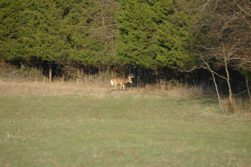 deer in red cedar