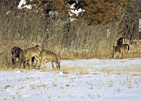 deer in snow