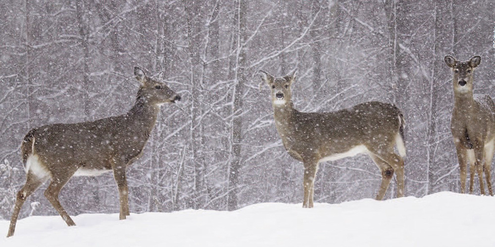 deer in snow