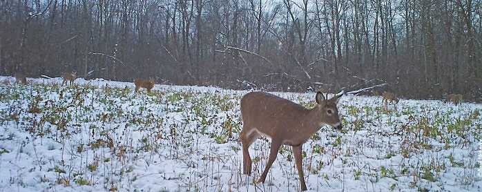 deer in snow