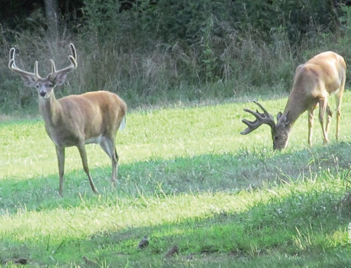 deer in velvet