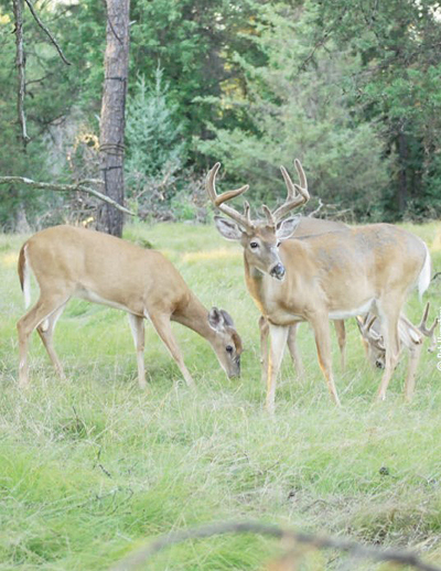 deer late summer