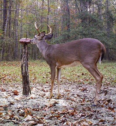 deer lollipop