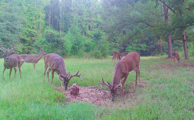 deer mineral site