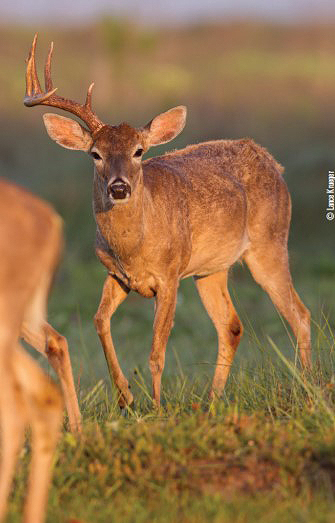 deer missing antler