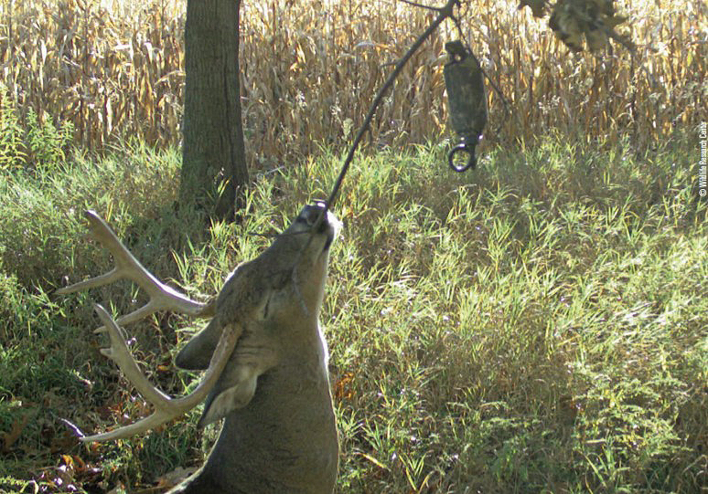 deer mock scrape