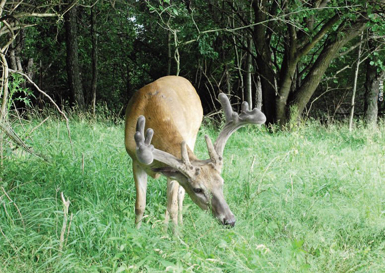 deer near bedding