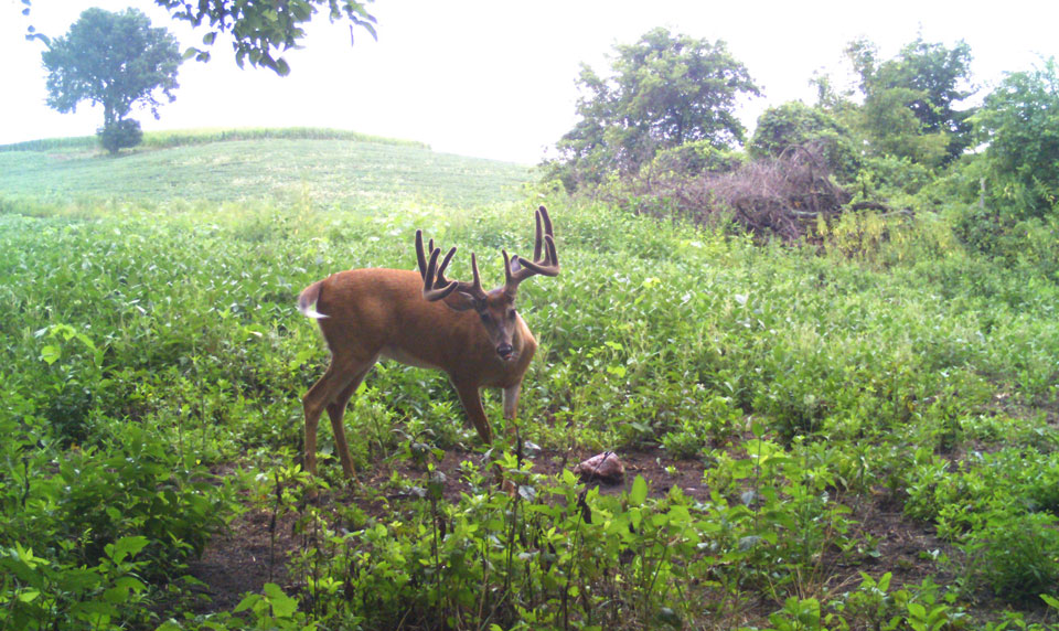 deer over biorock