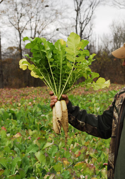 deer radish