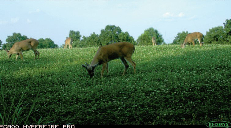 deer camera records