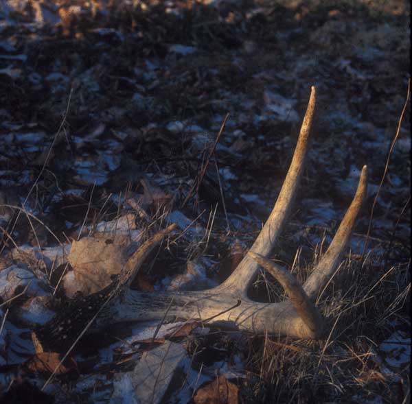 deer shed antler