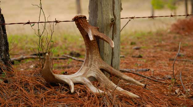 deer shed