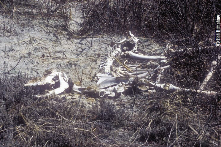 deer skeleton