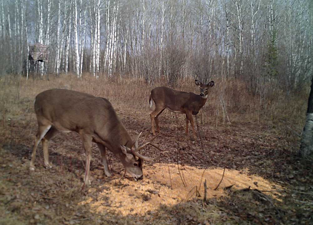 deer supplemental feeding in winter