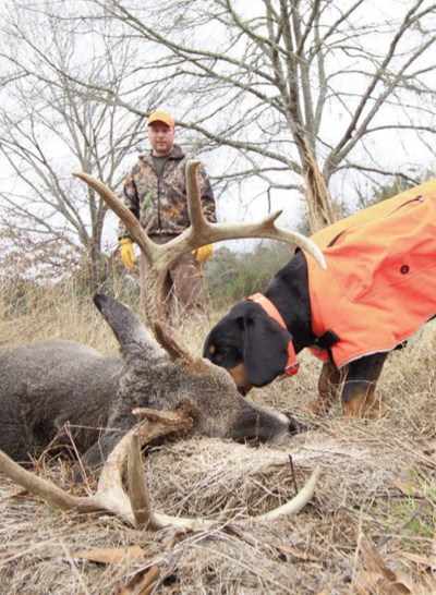 deer tracking dog