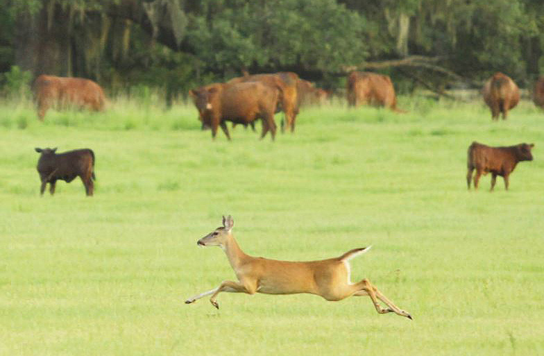 deer in cow pasture