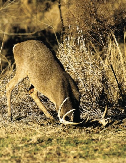 digging deer